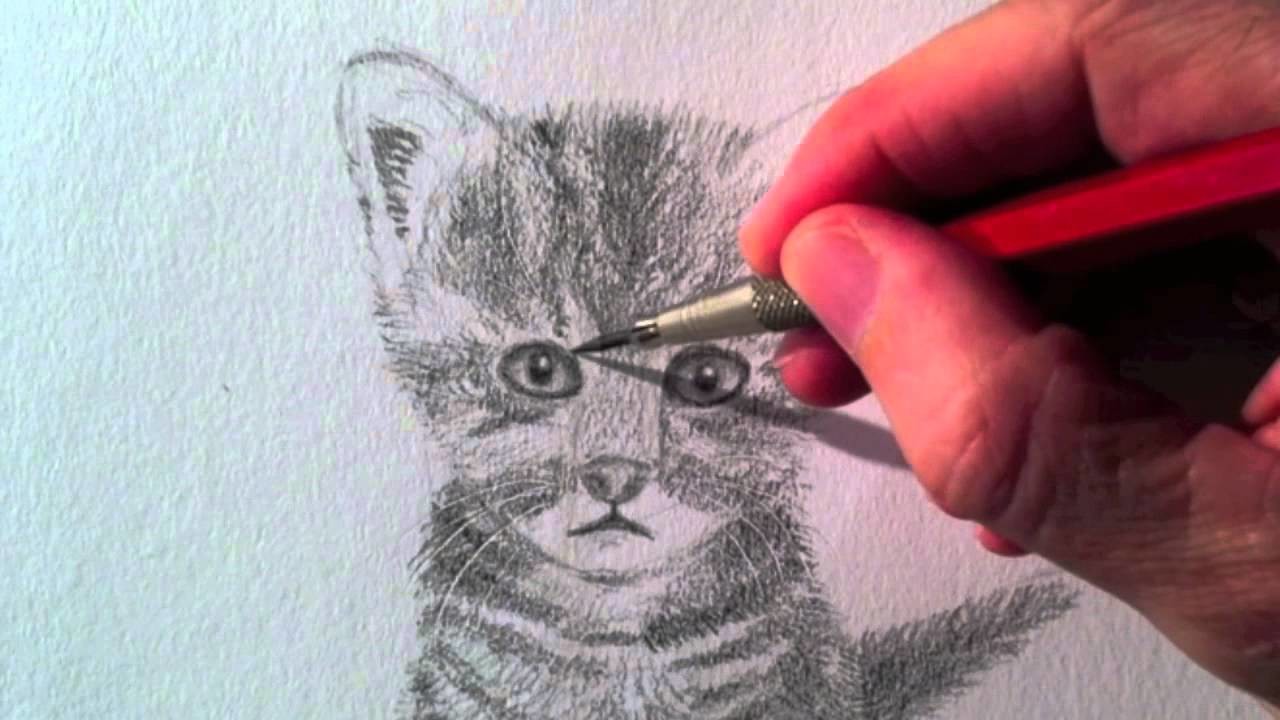 Como dibujar un Gato realista a lápiz - Arte Divierte