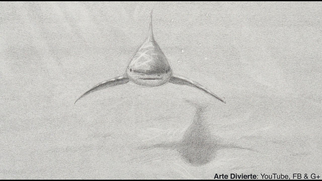 Cómo dibujar un tiburón - Boceto a lápiz