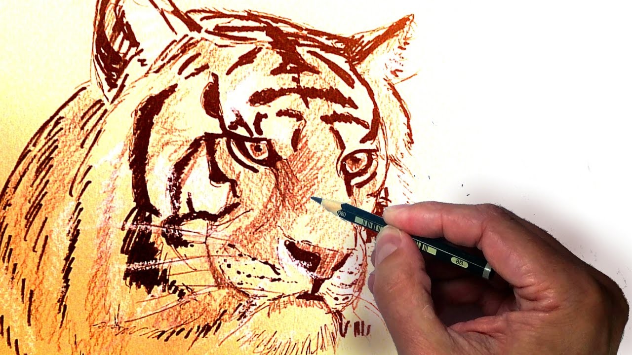Como Dibujar un Tigre Realista Usando Lápiz, Tinta y Tiza, tecnicas de dibujo, fácil y paso a paso