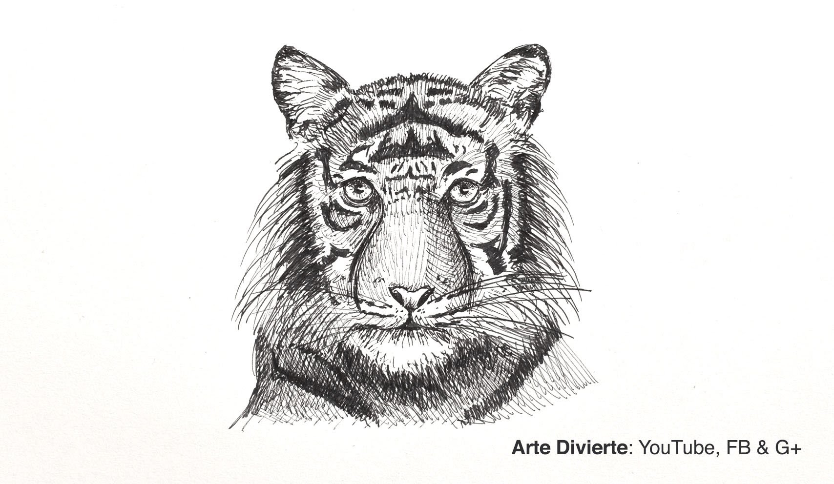 Cómo dibujar una cabeza de tigre con bolígrafo - Boceto