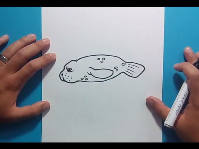 Como dibujar una foca paso a paso | How to draw a seal