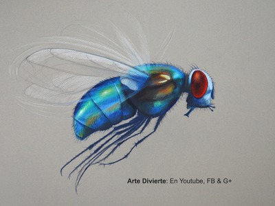 Cómo dibujar una mosca con lápices de colores - Arte Divierte.