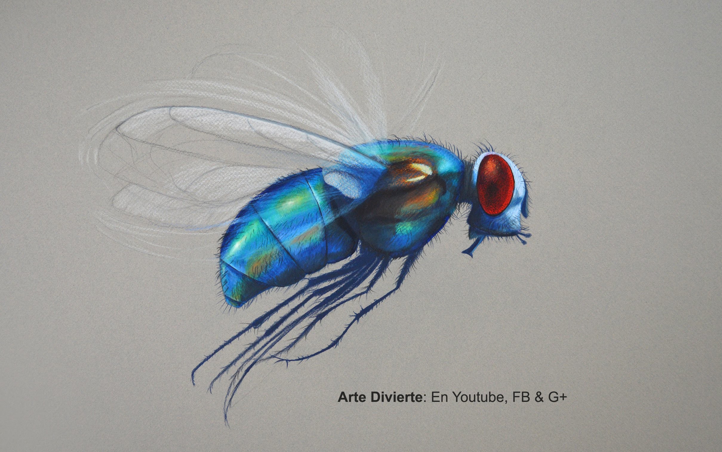 Cómo dibujar una mosca con lápices de colores - Arte Divierte.