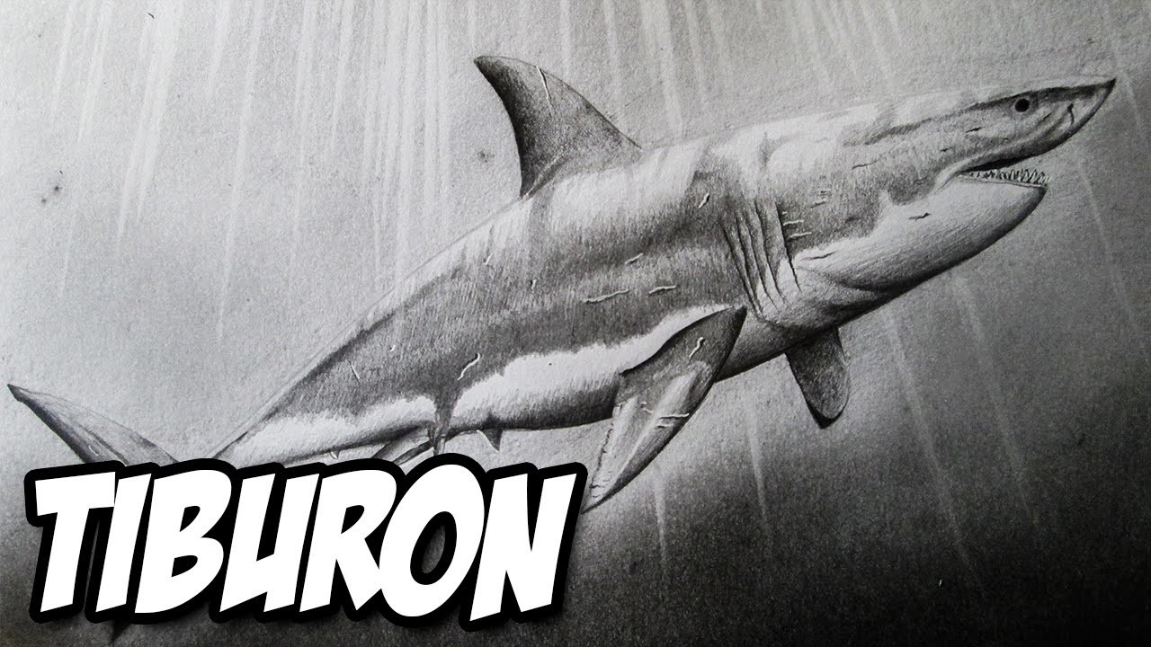 Dibujando un Tiburón Blanco a lápiz | Versión Rápida