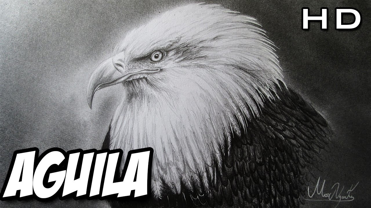 Dibujando una cabeza de Águila con lápices de grafito - Versión Rápida | Ave |