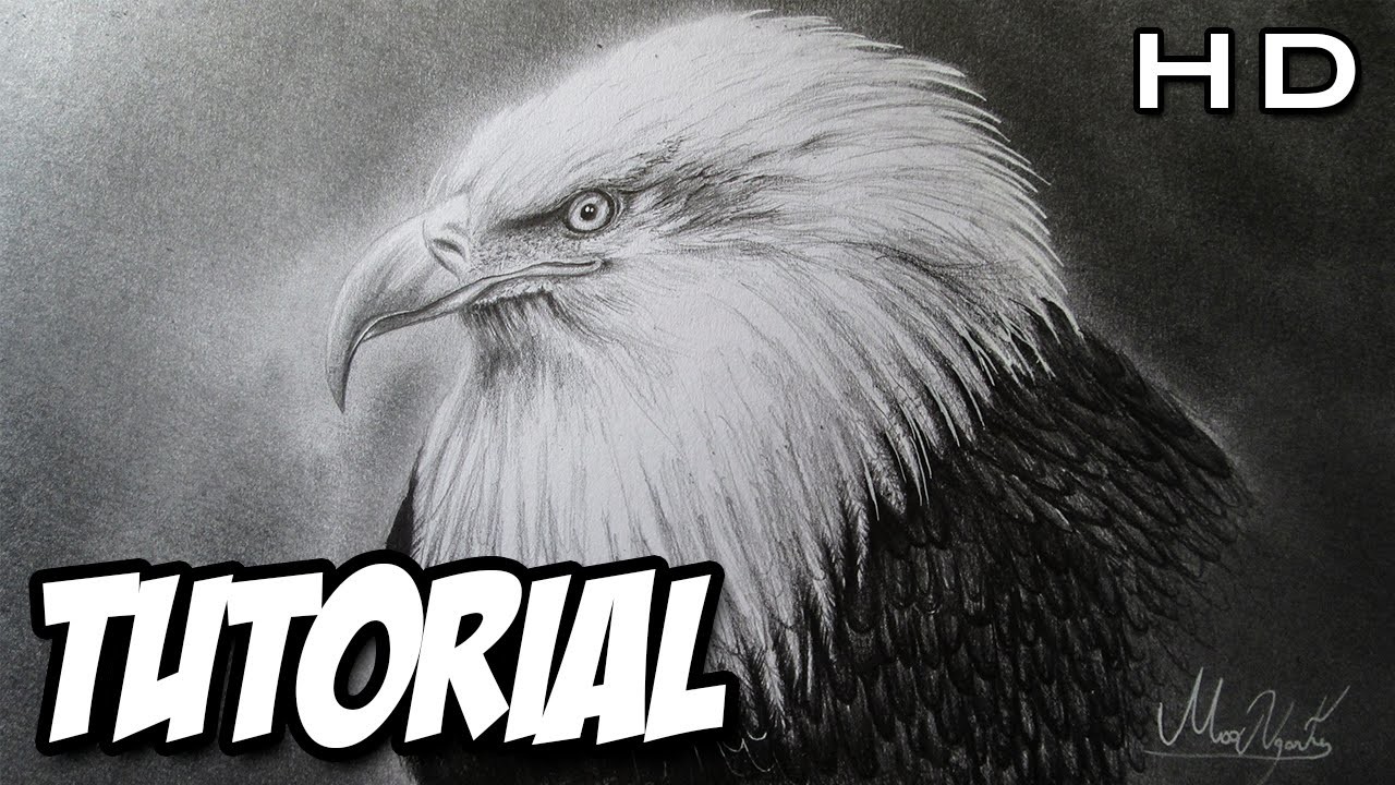 Cómo dibujar un Águila Realista a lápiz paso a paso, cabeza de águila