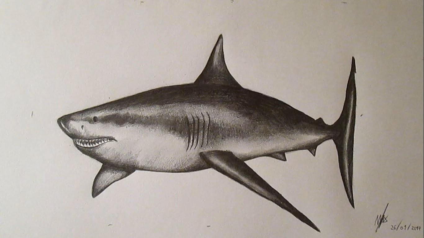 Cómo dibujar un tiburón blanco paso a paso a lápiz, How to Draw a Shark