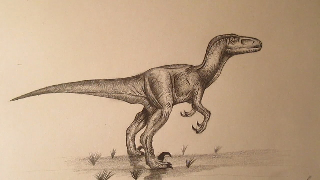 Cómo dibujar un velociraptor a lápiz, dibujando dinosaurios how to draw velociraptor