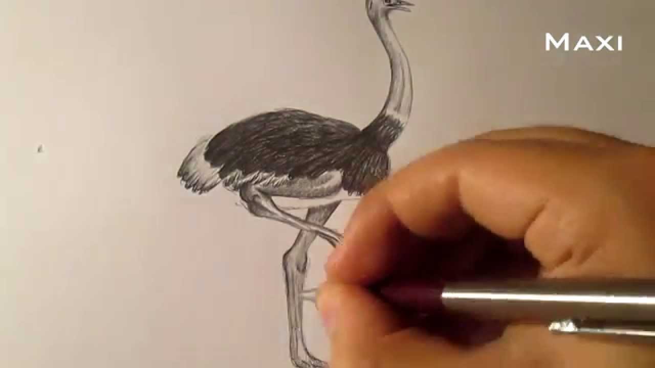Cómo dibujar una avestruz a lápiz, cómo dibujar aves HD
