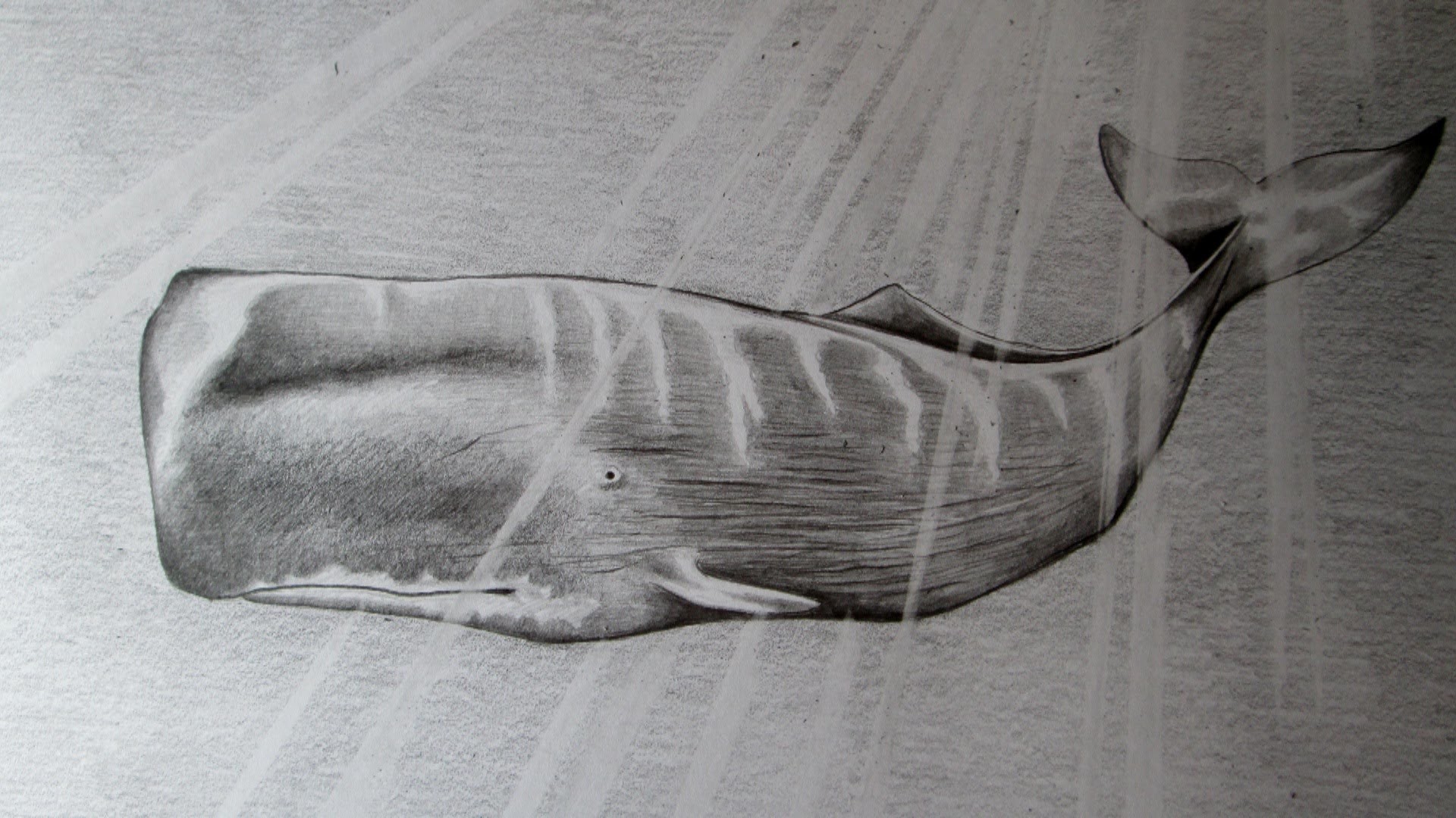 Cómo dibujar una ballena a lápiz paso a paso, cómo dibujar cachalote a lápiz