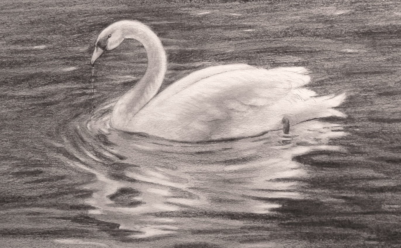 Dibujando animales: Cómo dibujar un cisne- Arte Divierte.
