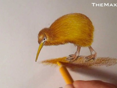Dibujo de un Kiwi, cómo dibujar aves HD
