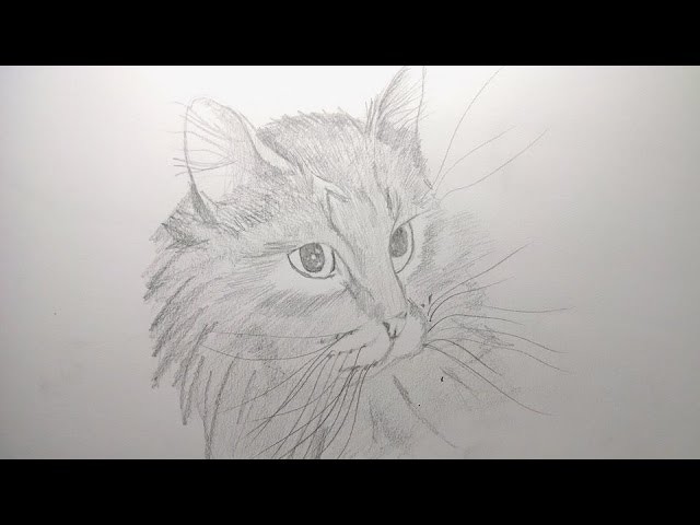 Como dibujar un gato a lapiz paso a paso