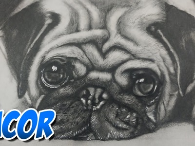 Dibujando un Perrito Pug