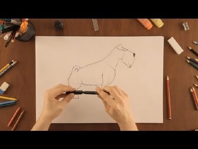 Cómo dibujar un Schnauzer : Dibujos de la Naturaleza