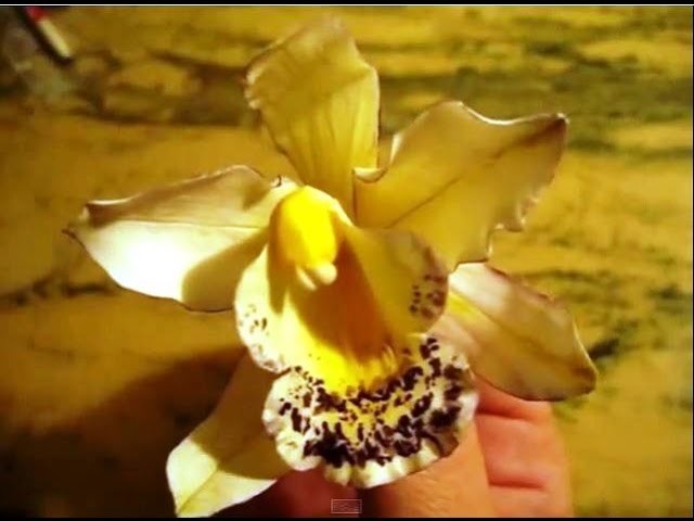 Orquídea Cymbidium en Pasta de Goma - Gum Paste Cymbidium Orchid