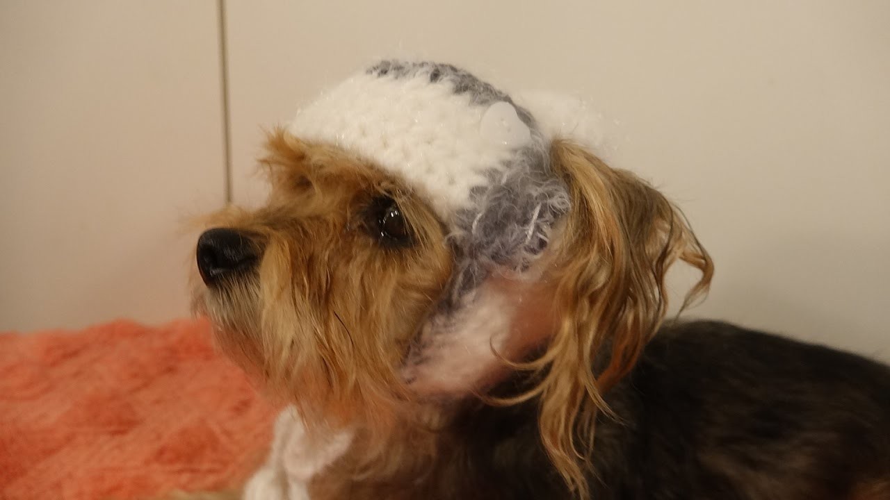 Gorro para perro crochet.  bomber hat for dogs