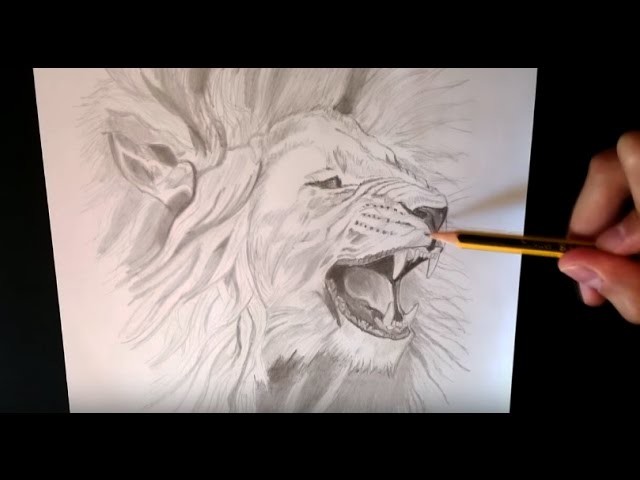 Como dibujar un león realista - How to draw a realistic lion