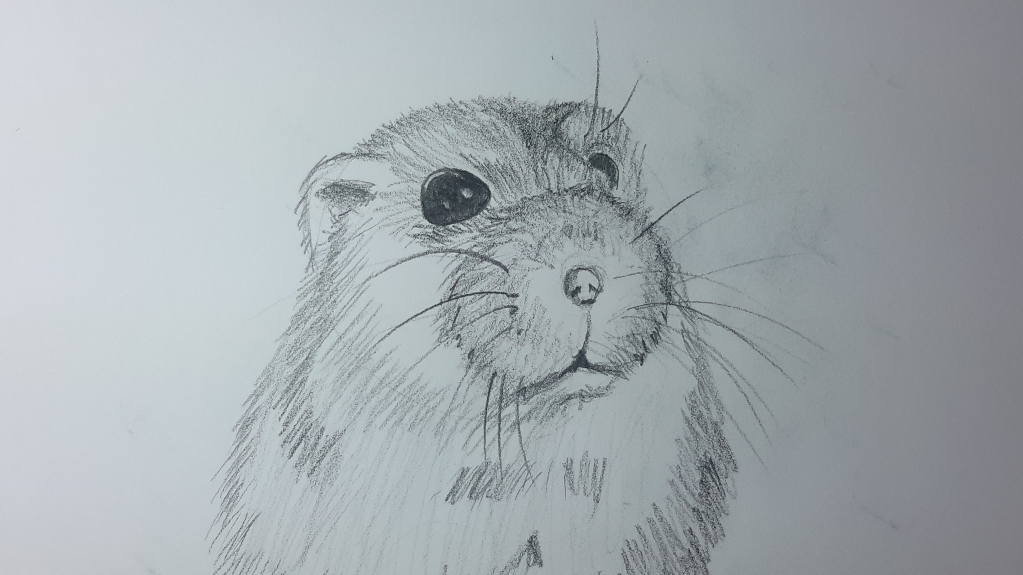 Como dibujar un Hamster paso a paso [El dibujante]