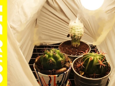 Cómo hacer un invernadero para tu casa. Tutorial Invernadero casero DIY