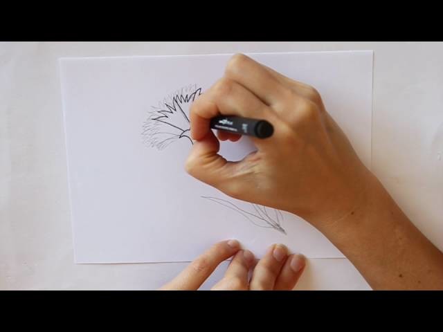 Cómo dibujar un Clavel Dibuja Conmigo Dibujos de Flores