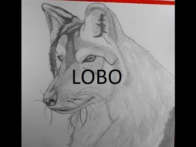 COMO DIBUJAR UN LOBO