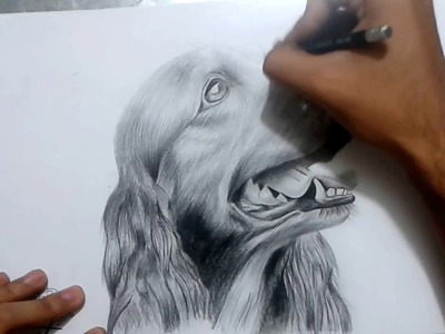 Como dibujo un perro a lapiz y lapicero - Drawing a Dog | HD