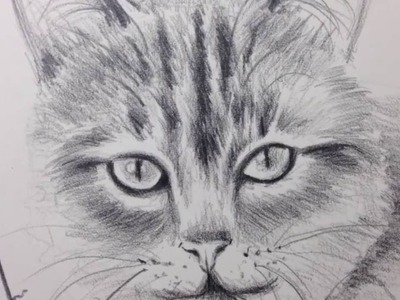 Gato a lapiz, dibujos de gatos.