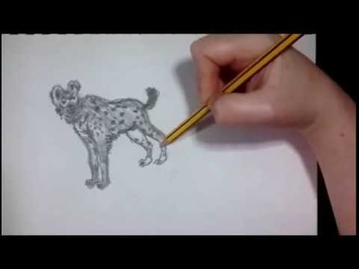How to draw a hyena - Como dibujar una hiena