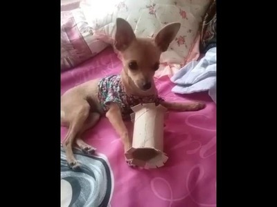 Como hacer un juguete de tubo de papel para perro