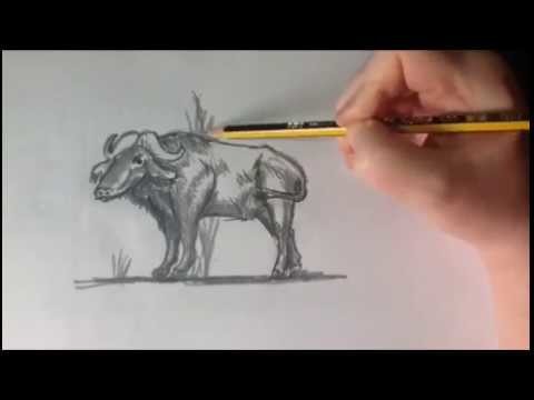 How to draw a buffalo - Como dibujar un búfalo