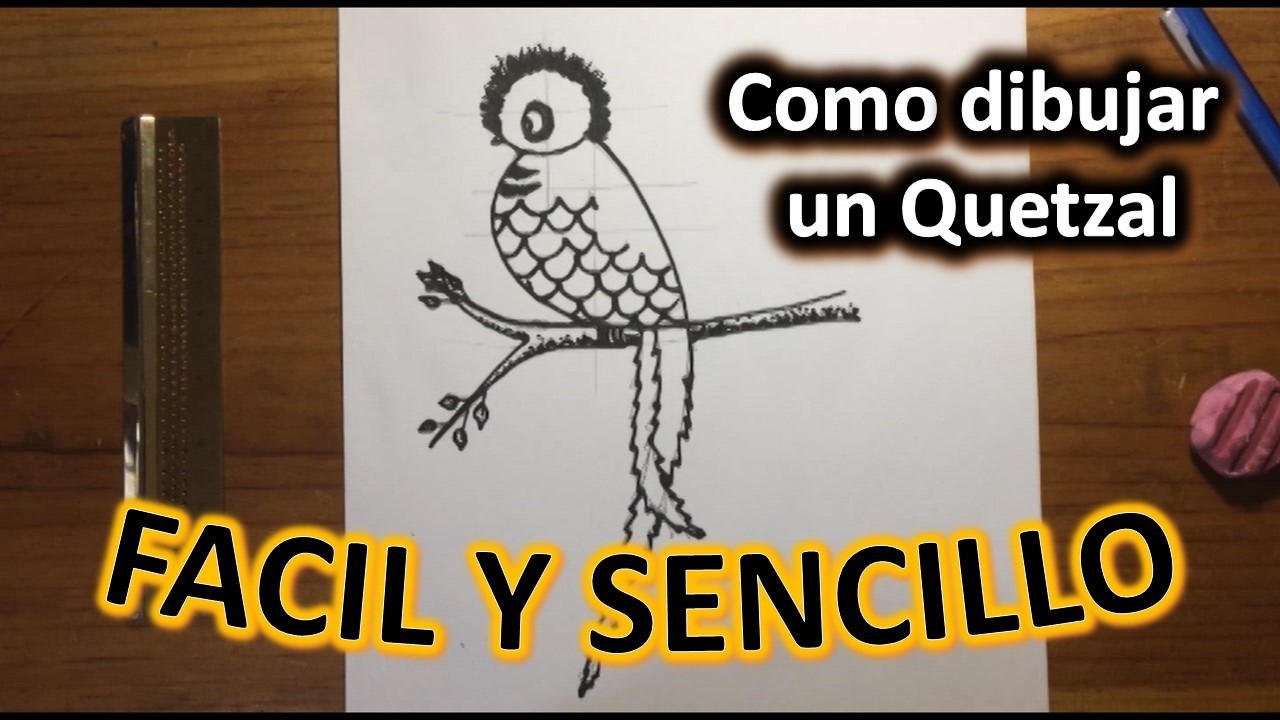 Como dibujar un Quetzal a lápiz FÁCIL Y SENCILLO paso a paso Explicado