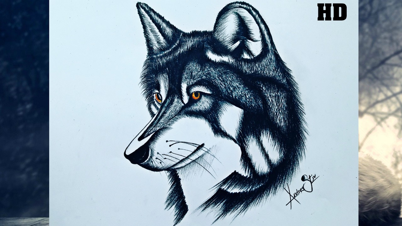 Como dibujar un lobo