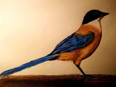 Como dibujar un pájaro con lápices de colores. How to draw a bird with color pencils