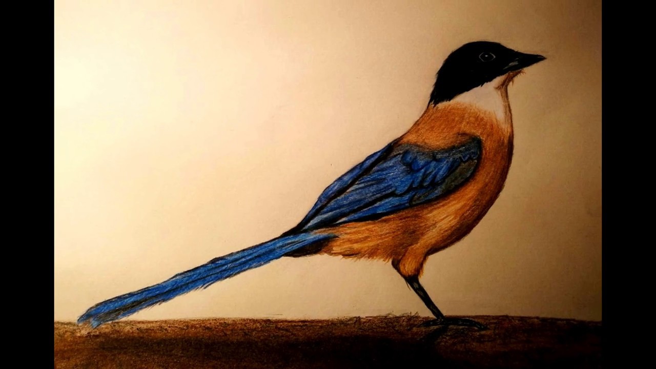 Como dibujar un pájaro con lápices de colores. How to draw a bird with color pencils