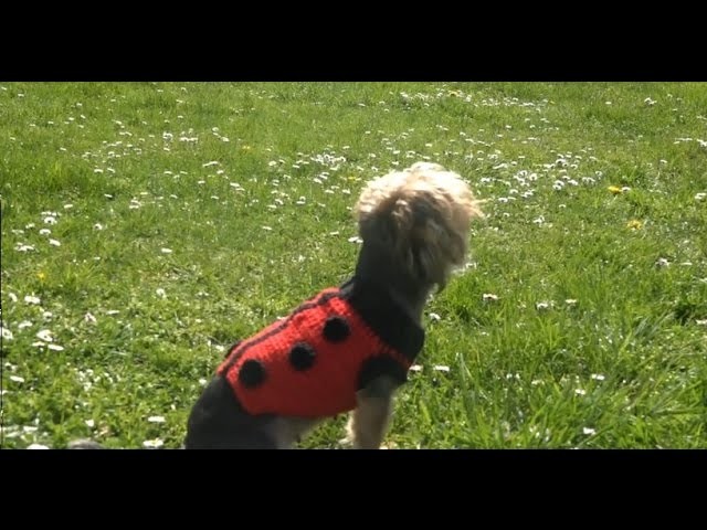 Sueter para perro crochet.ladybug sweater for dogs