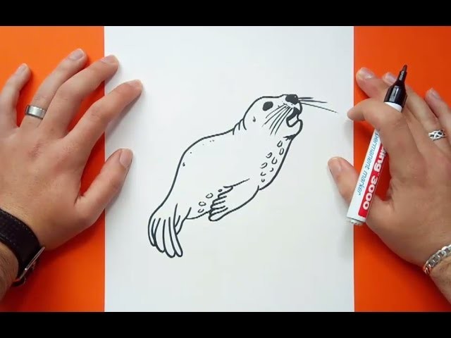 Como dibujar una foca paso a paso 2 | How to draw a seal 2
