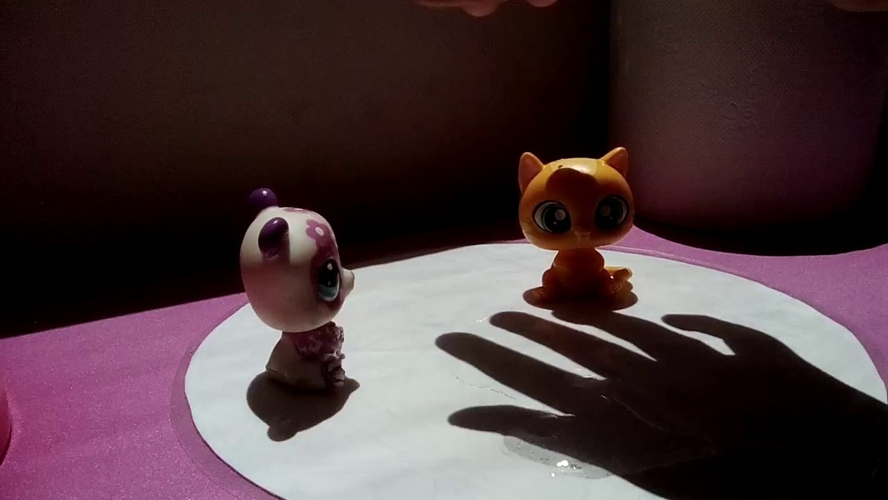 Pobre gato gordo y kawaii ????