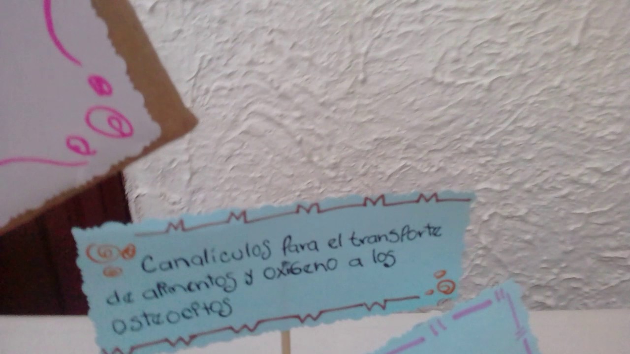 MAQUETA DEL TEJIDO ÓSEO LOCOMOTOR