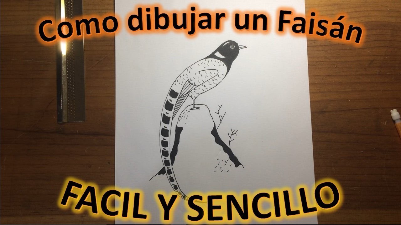 Como dibujar un Faisán a lápiz FÁCIL Y SENCILLO paso a paso Explicado