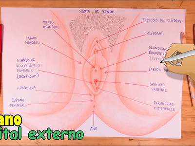 Cómo dibujar la Vulva, órgano genital externo de la Mujer