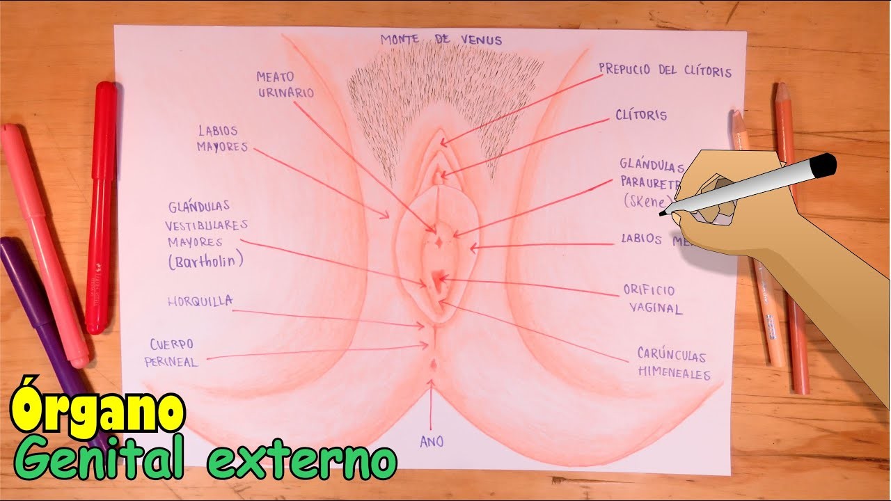 Cómo dibujar la Vulva, órgano genital externo de la Mujer