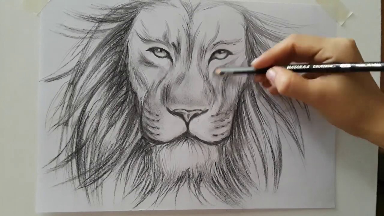 Cómo dibujar un León paso a paso. Fácil. How to draw a lion step by step
