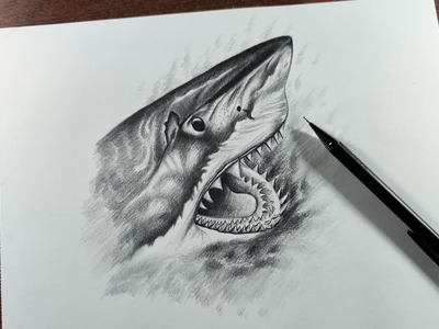 Cómo Dibujar un Tiburón Blanco a Lápiz Paso a Paso - (Muy Fácil)