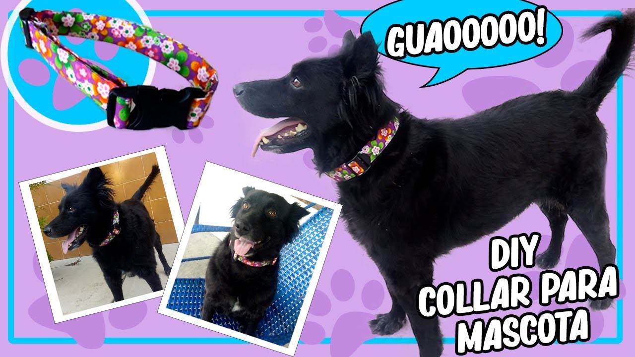 Como hacer Collar para Perro o Mascotas casero - DIY Dog Collar -How to make your custom dog collars