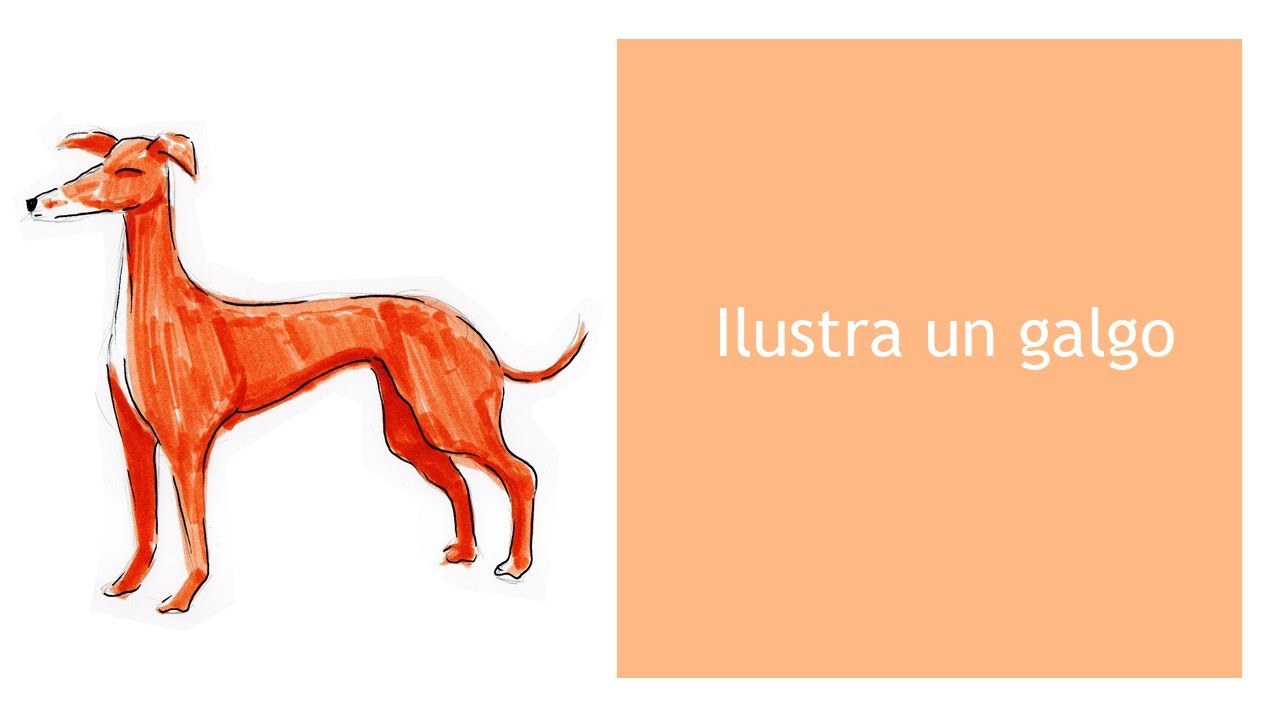 Ilustra un galgo