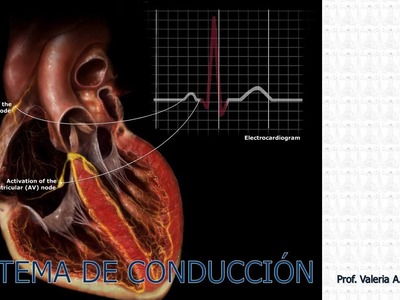 E2.2 | Sistema de conducción | Anatomía 2 | FMed UBA