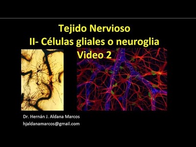 Tejido Nervioso. Glía o neuroglía. Parte 2 de 3. Hernán J. Aldana Marcos