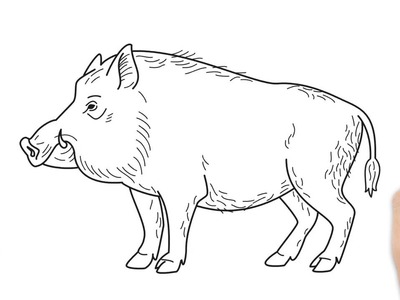 Cómo dibujar un cerdo salvaje