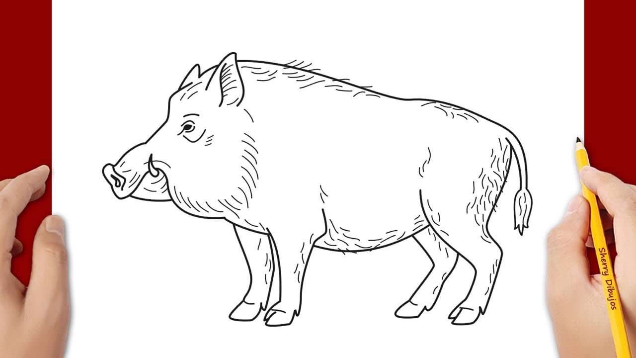 Cómo dibujar un cerdo salvaje